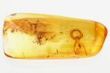 Detailed Fossil Spider and Exuvia In Baltic Amber #325485-1